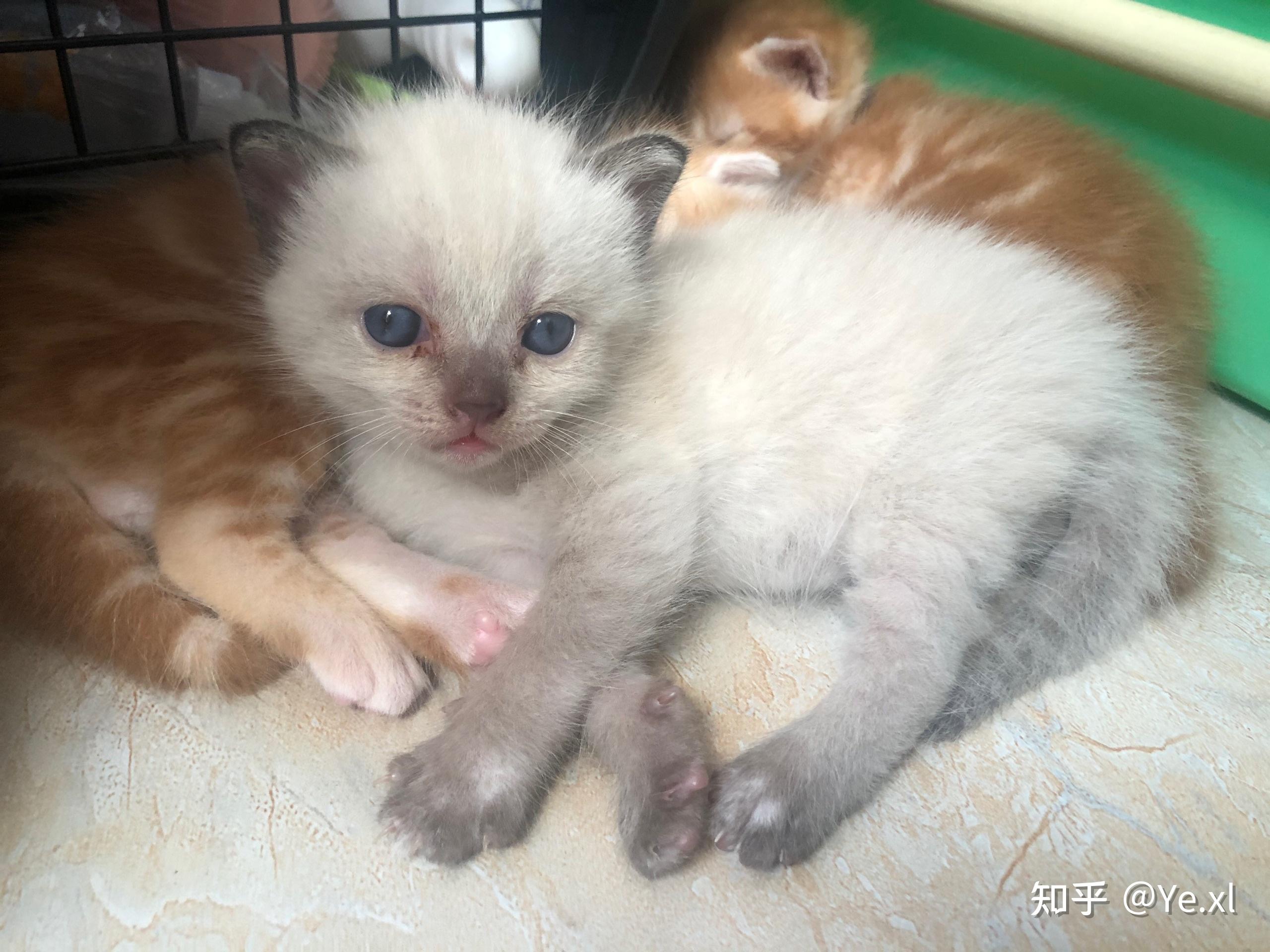 蓝猫和橘猫可以杂交吗如果可以的话有实际案例吗