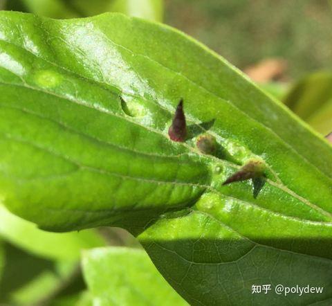 图中这个植物有一片叶子上长刺,这是怎么了? - 知乎