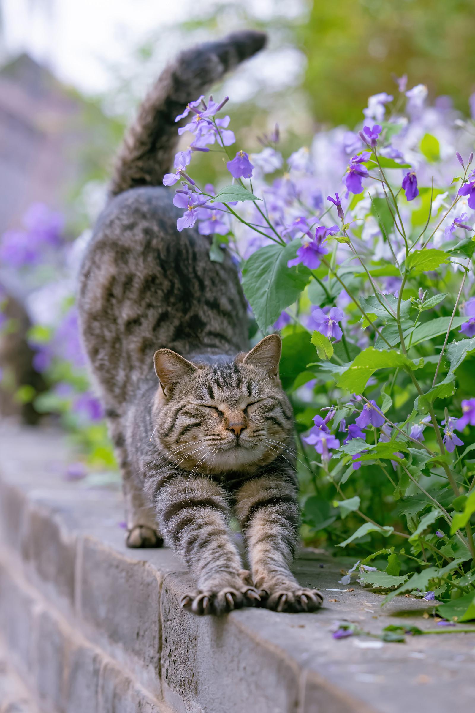 可以给我看看你们的猫咪壁纸/屏保/桌面吗? - 知乎
