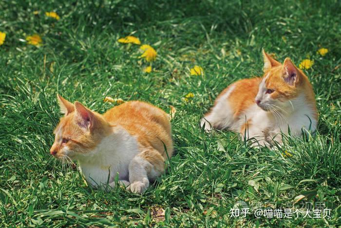 养猫的好处和坏处,看了你还会养吗? - 知乎