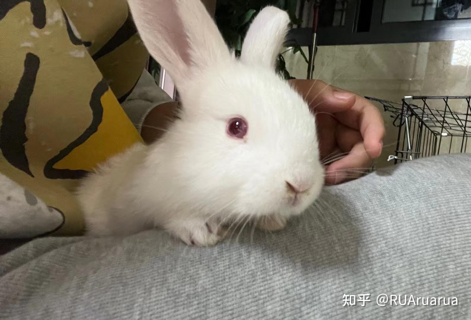 养兔子需要注意什么事项? - 知乎