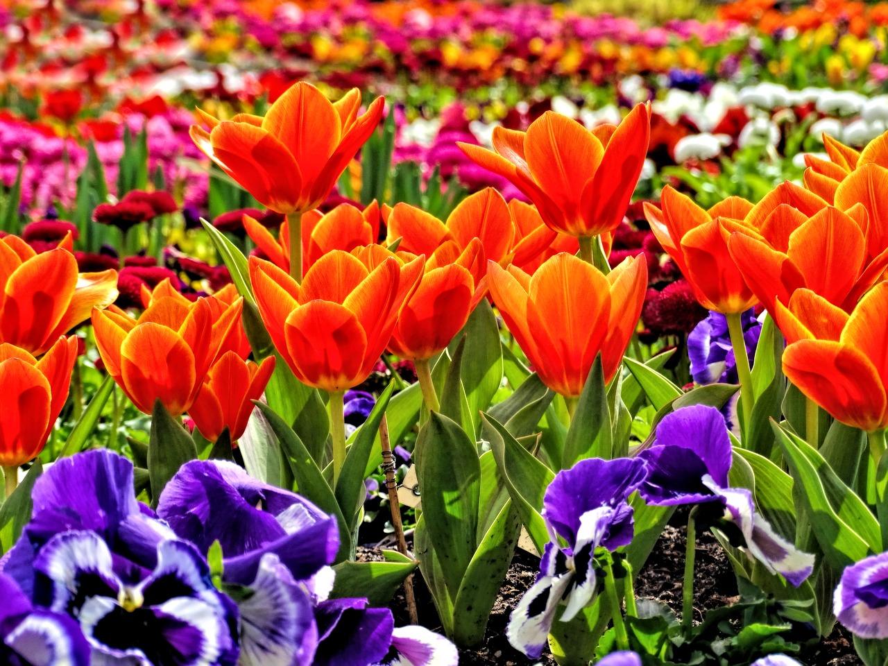 4. 花坛养护指南