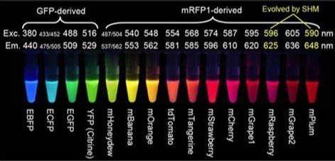 生物研究中的信号-荧光标记染料 | 基础知识概述（部分） - 知乎
