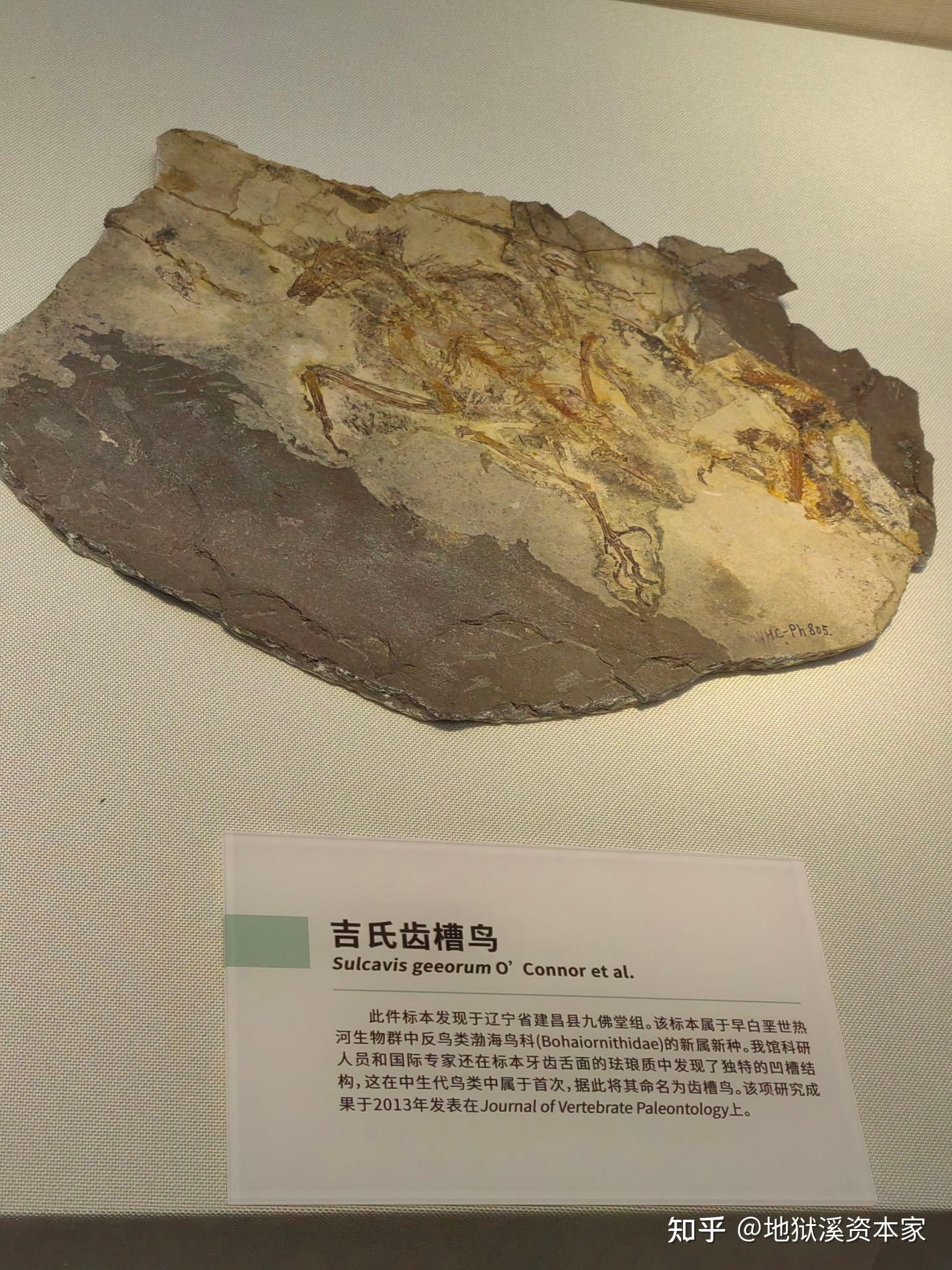 你们对辽西鸟化石,恐龙化石了解多少?
