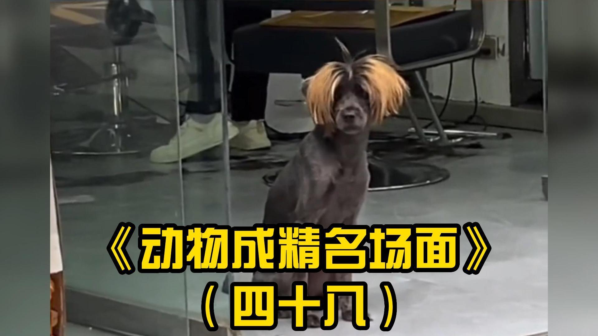 淡季的理发店是真的闲啊搞笑动物合集四十八