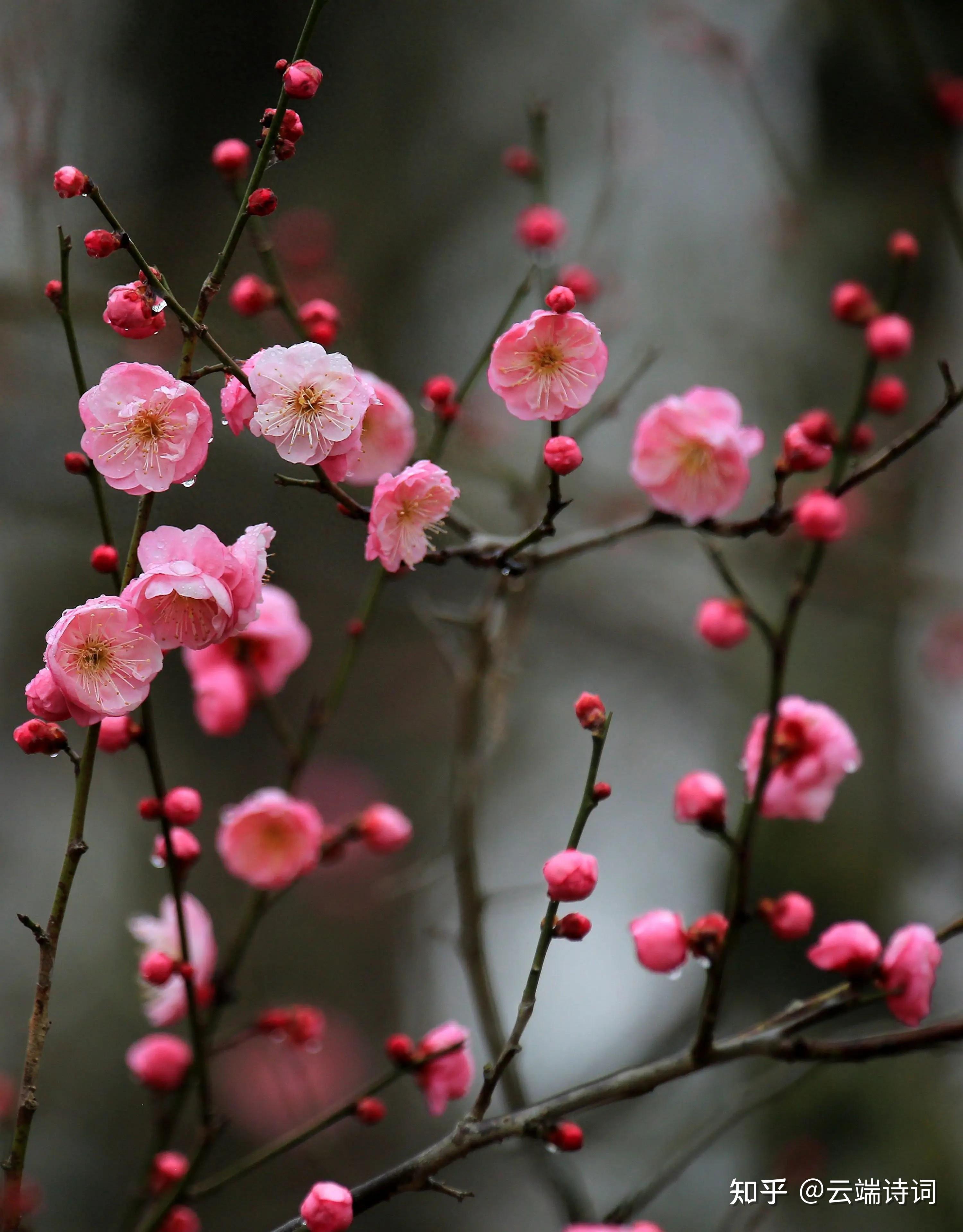 梅花诗人张道洽笔下的梅花古诗,疏疏篱落娟娟月,寂寂轩窗淡淡风