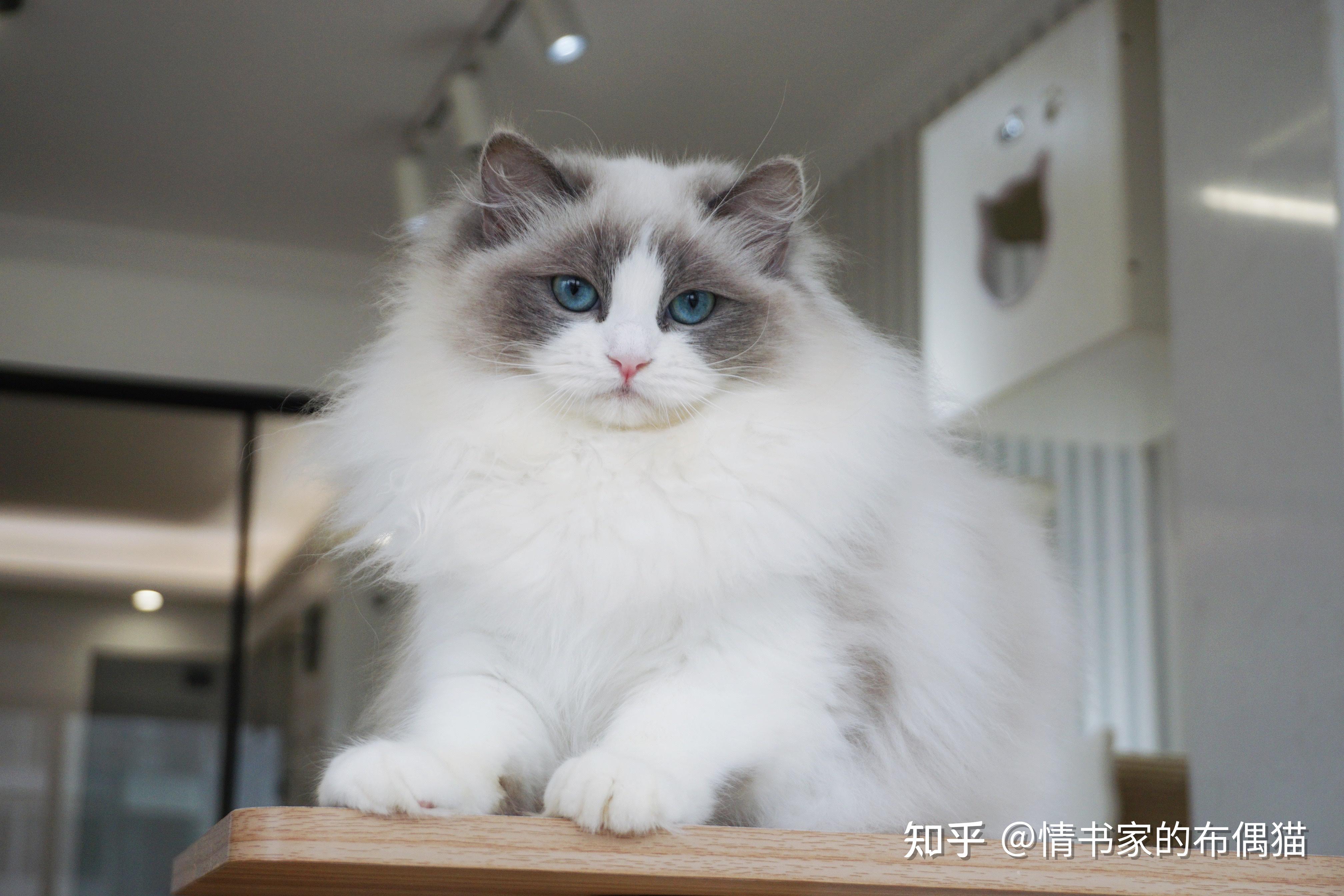 这只歪脸的布偶猫长大会好看吗? - 知乎