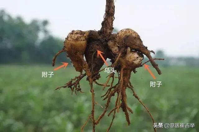 中医神奇之处“毒药变解药” - 知乎
