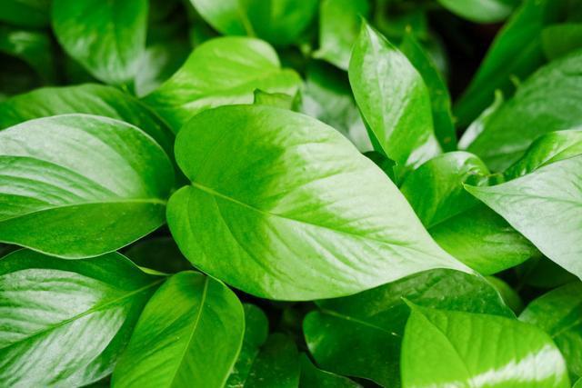 植物叶子发黄是什么问题?如何解决叶子发黄烂根等问题?