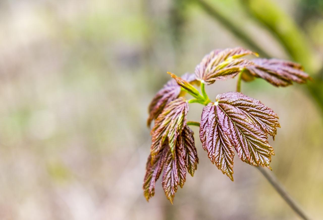 4. 冬雪映衬石榴艳