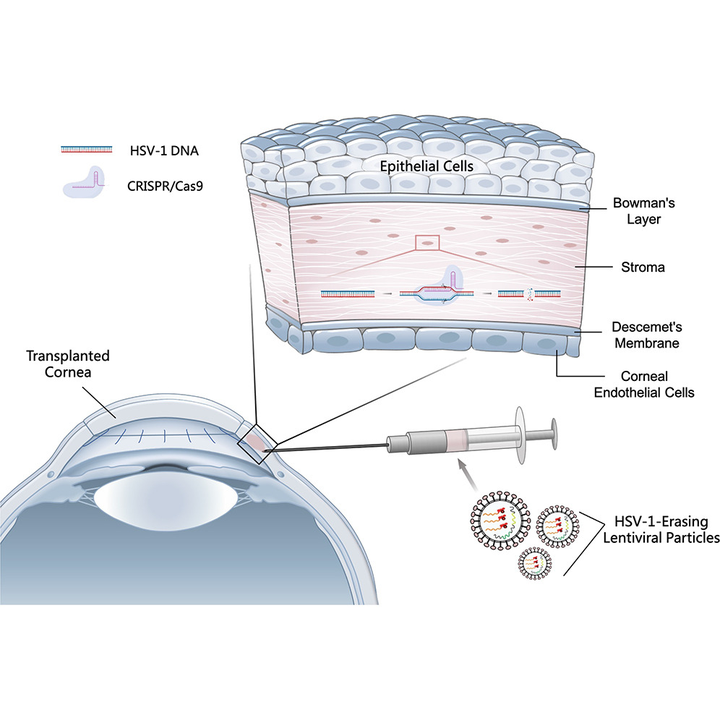  crispr 