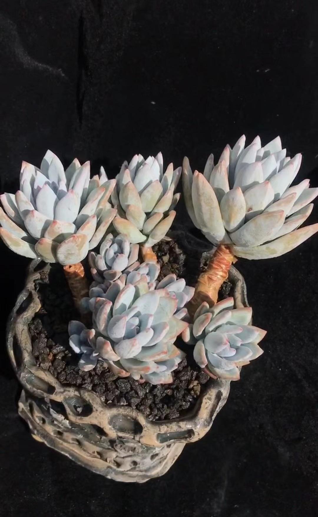 多肉植物霜之朝服盆慢是怎么回事?