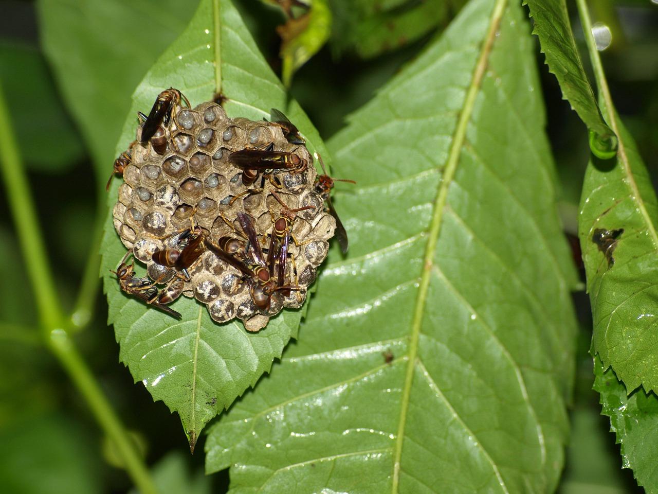 3. 自然界的杀手草