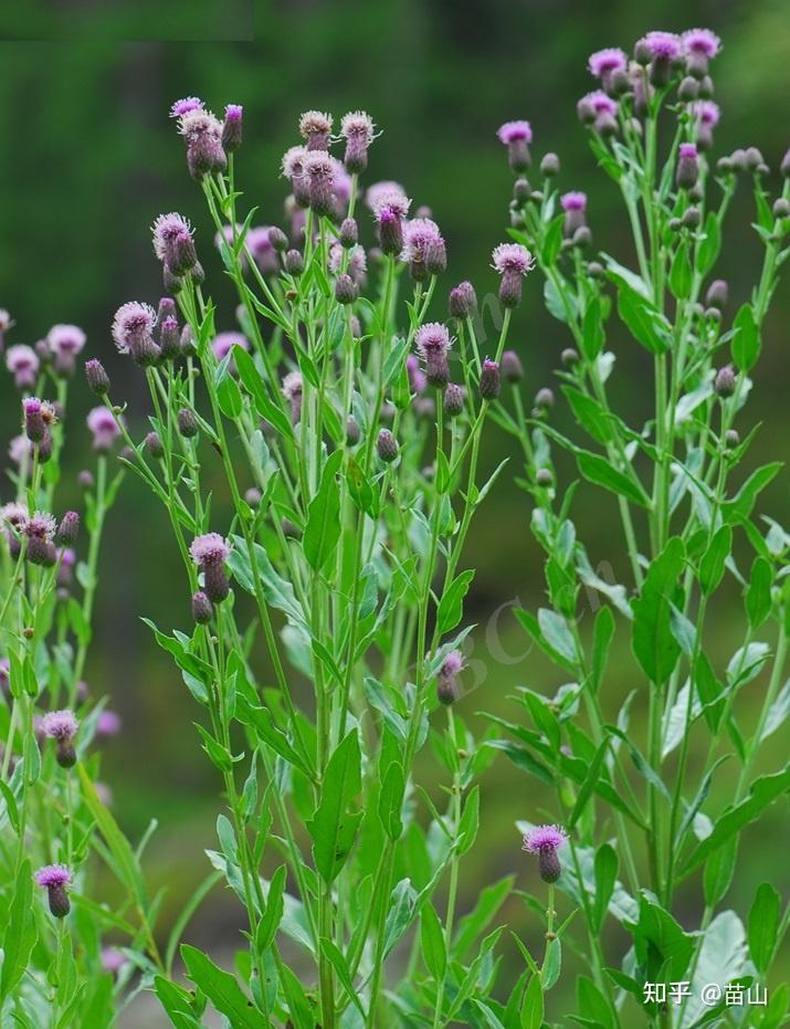 刺角芽与羊蹄草的区别,有谁知道? - 知乎