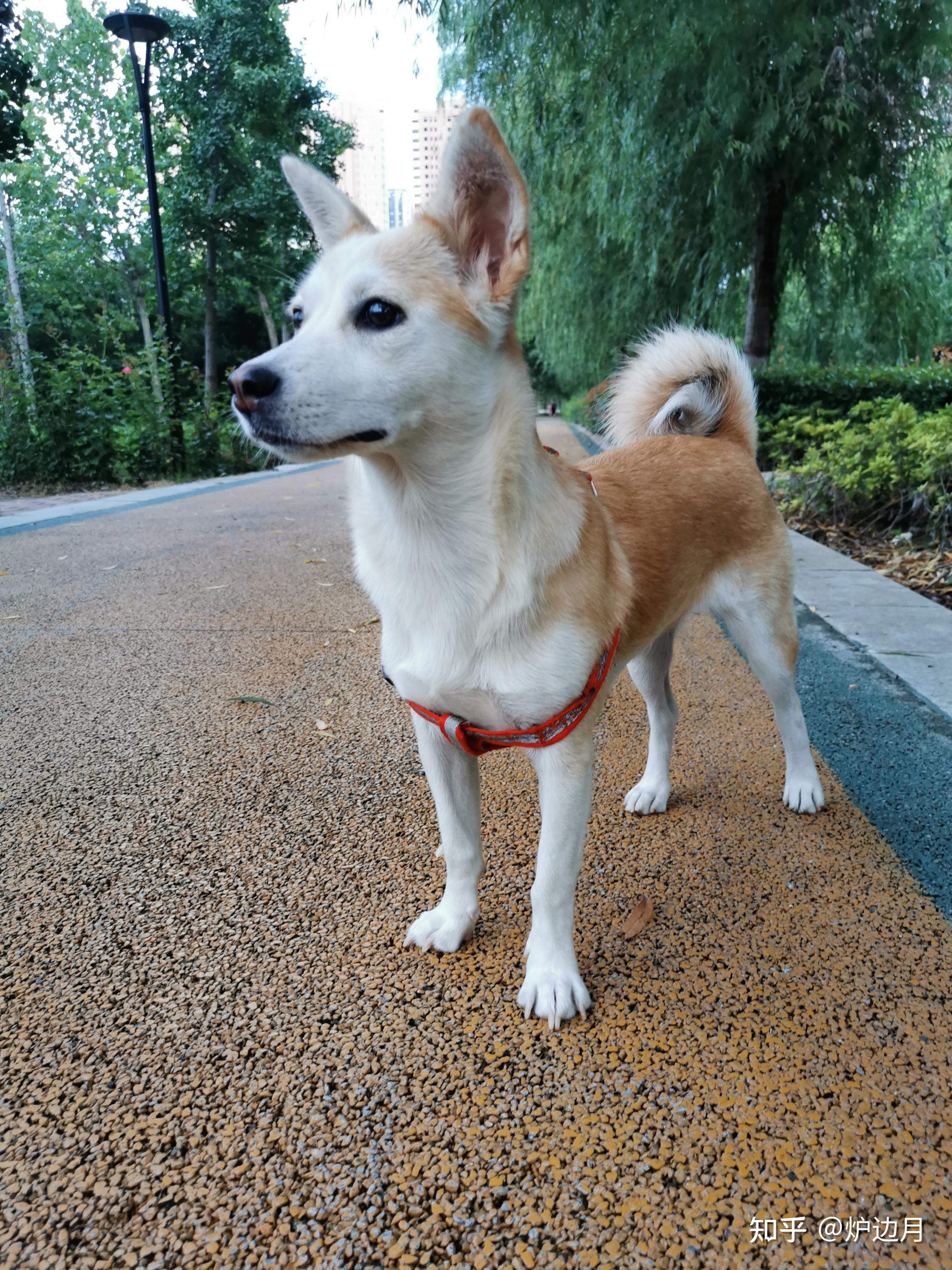 两三个月六斤小土狗能长多大