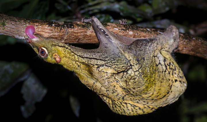 番外啮齿目兔形目灵长总目