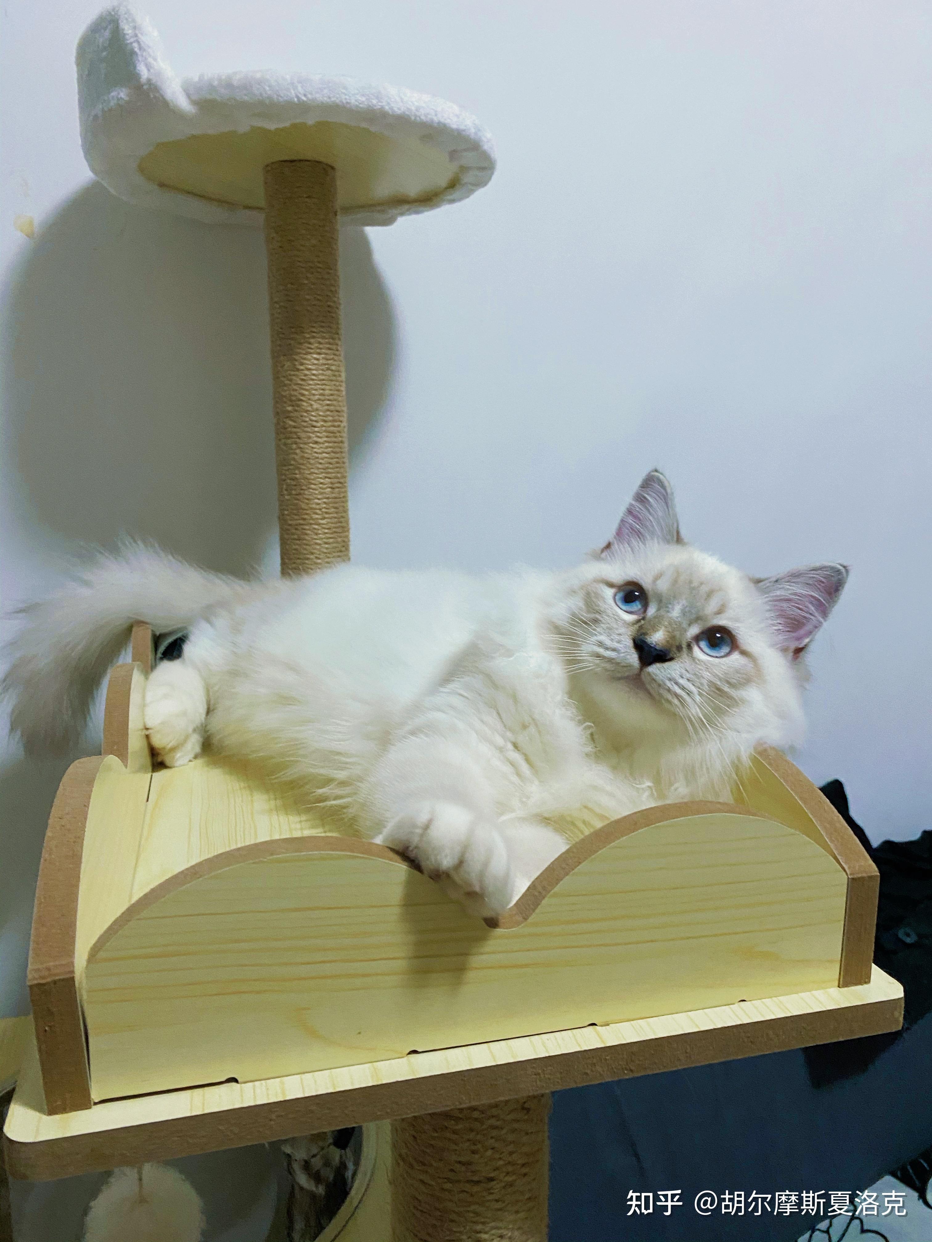 山猫纹布偶猫一定是白耳边吗? - 知乎