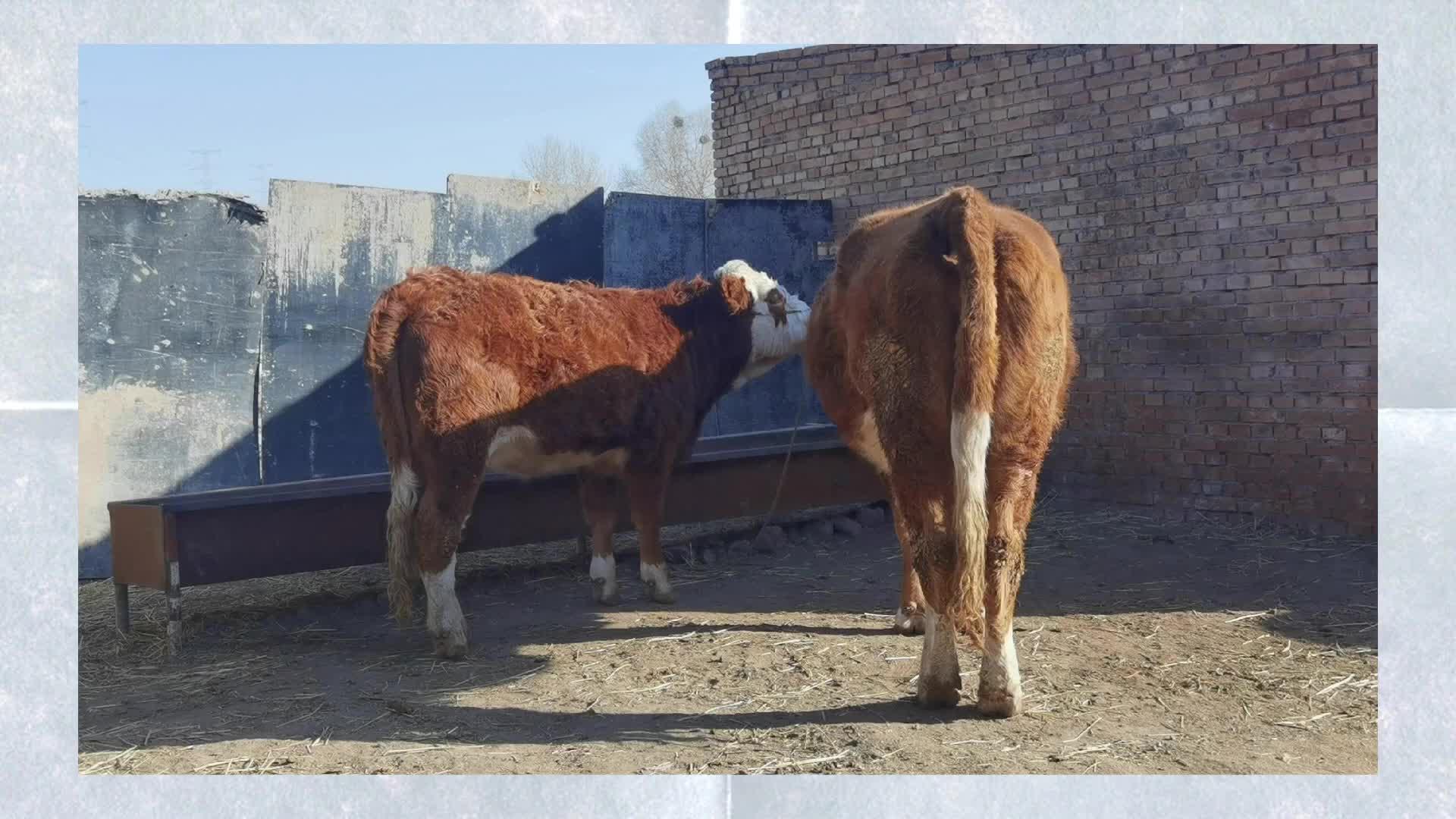 工程狗的日常vlog06吃完了最难吃的午饭今天又是浑水摸鱼的一天呢