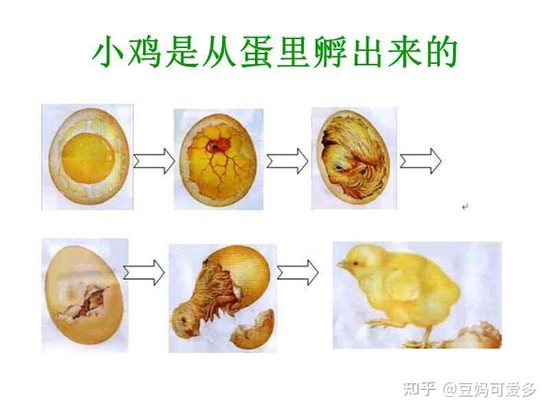 鸡生长过程示意图图片