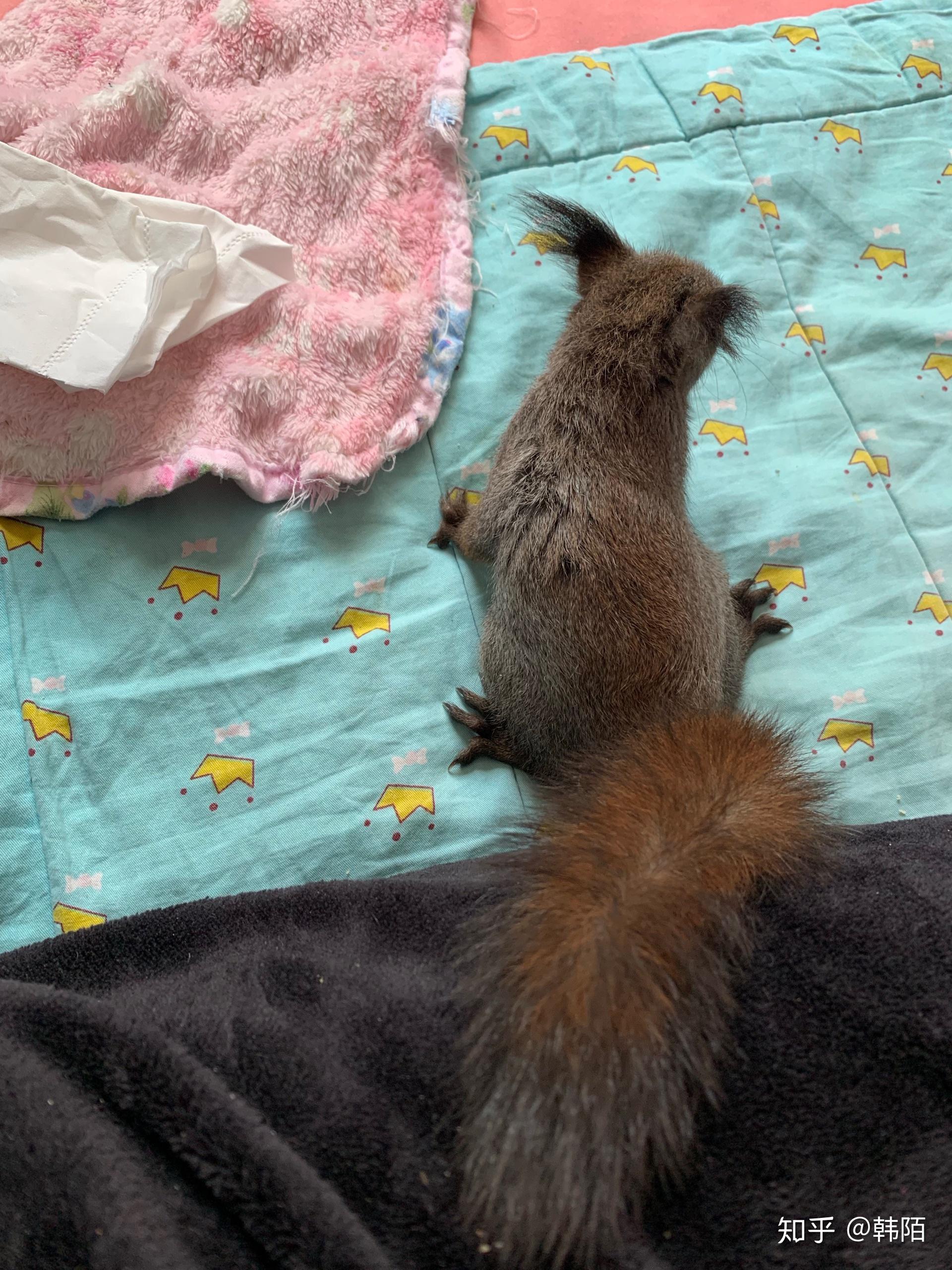 买了一黄山松鼠,尾巴都炸毛了,还能养熟吗?