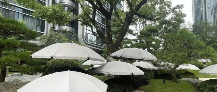 杭州观云钱塘城小区“给每棵苗木打伞”,这是不是“矫情”? - 知乎
