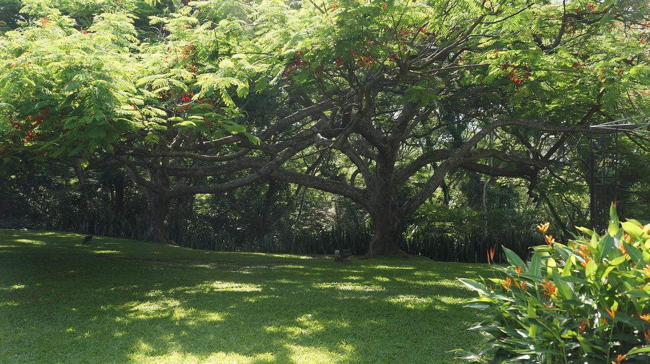 3. 草坪覆盖种类