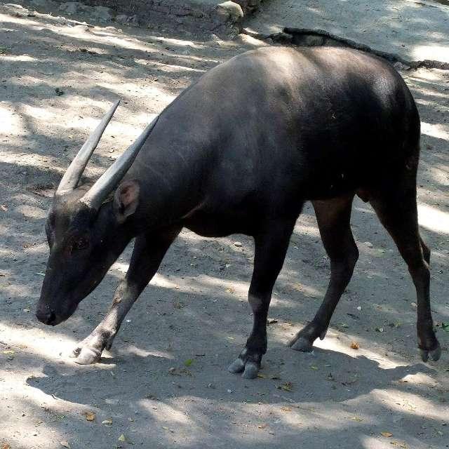 羊为什么是牛科的?