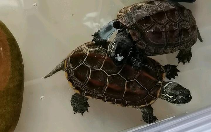 养龟常见问题汇总，水位、暴毙、腐皮、浮水…… - 知乎