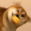 Zhihu profile picture for @fathered
