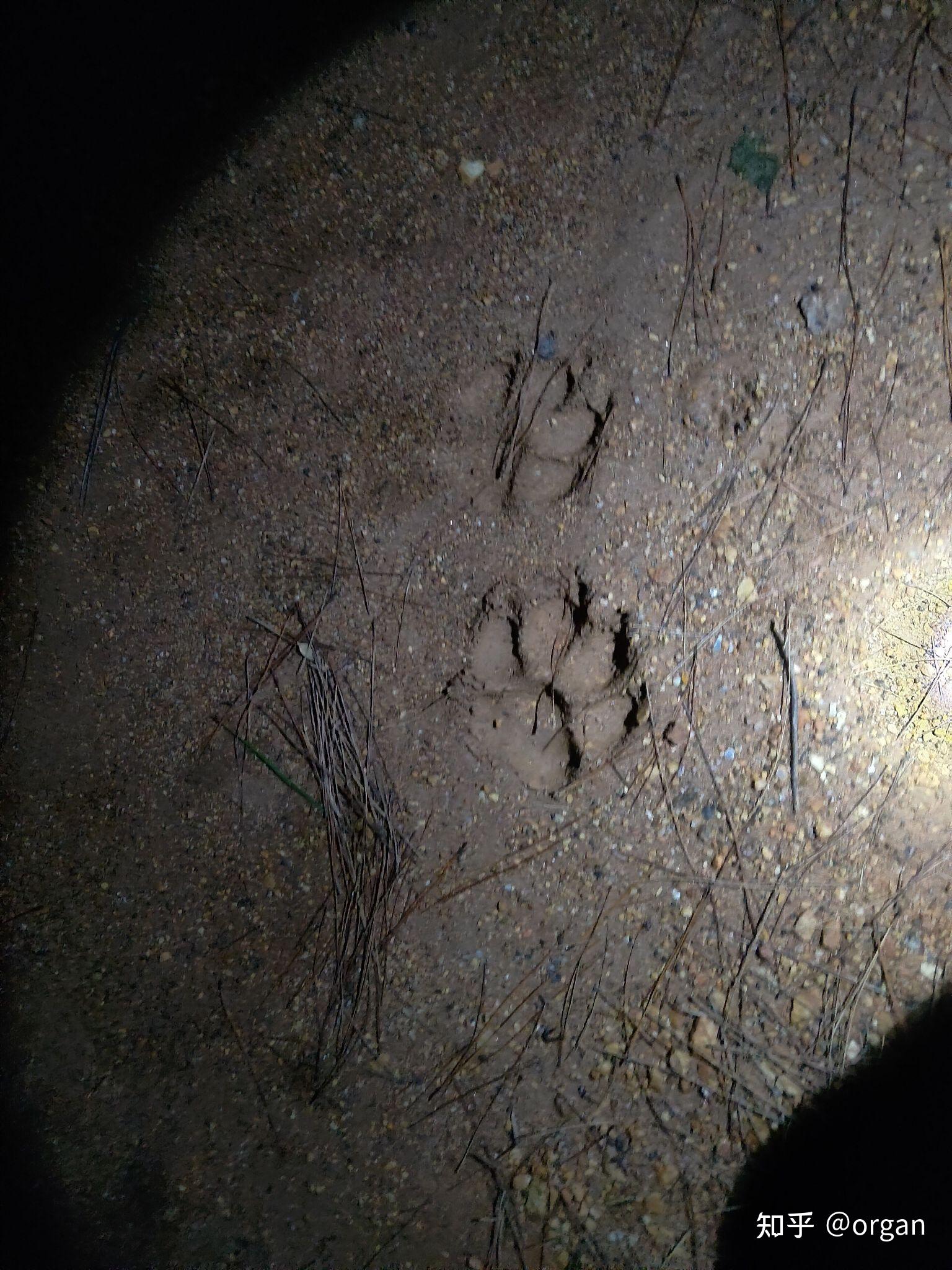 看看这是什么猫科动物脚印