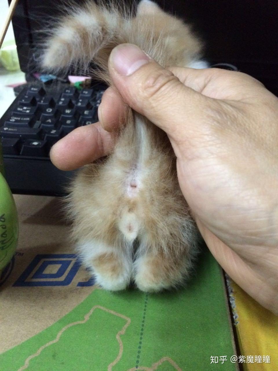 一个多月小猫怎么分公母? - 知乎