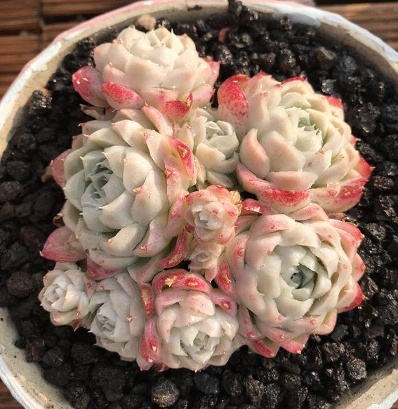 求大佬鉴别一下这是什么品种的多肉?卖家标注的是白女王?