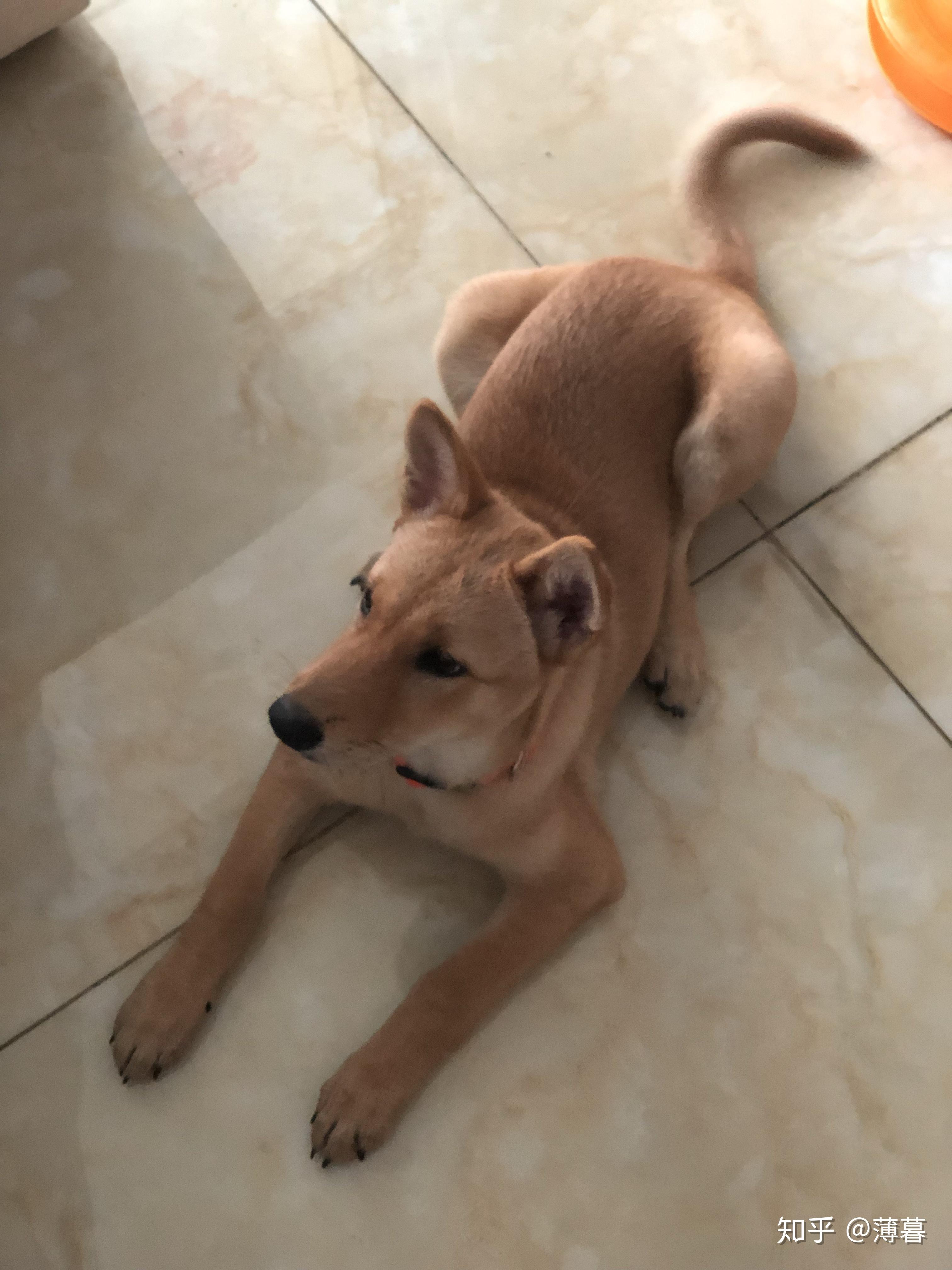 如何买到一只纯种的土狗(大黄)? - 知乎