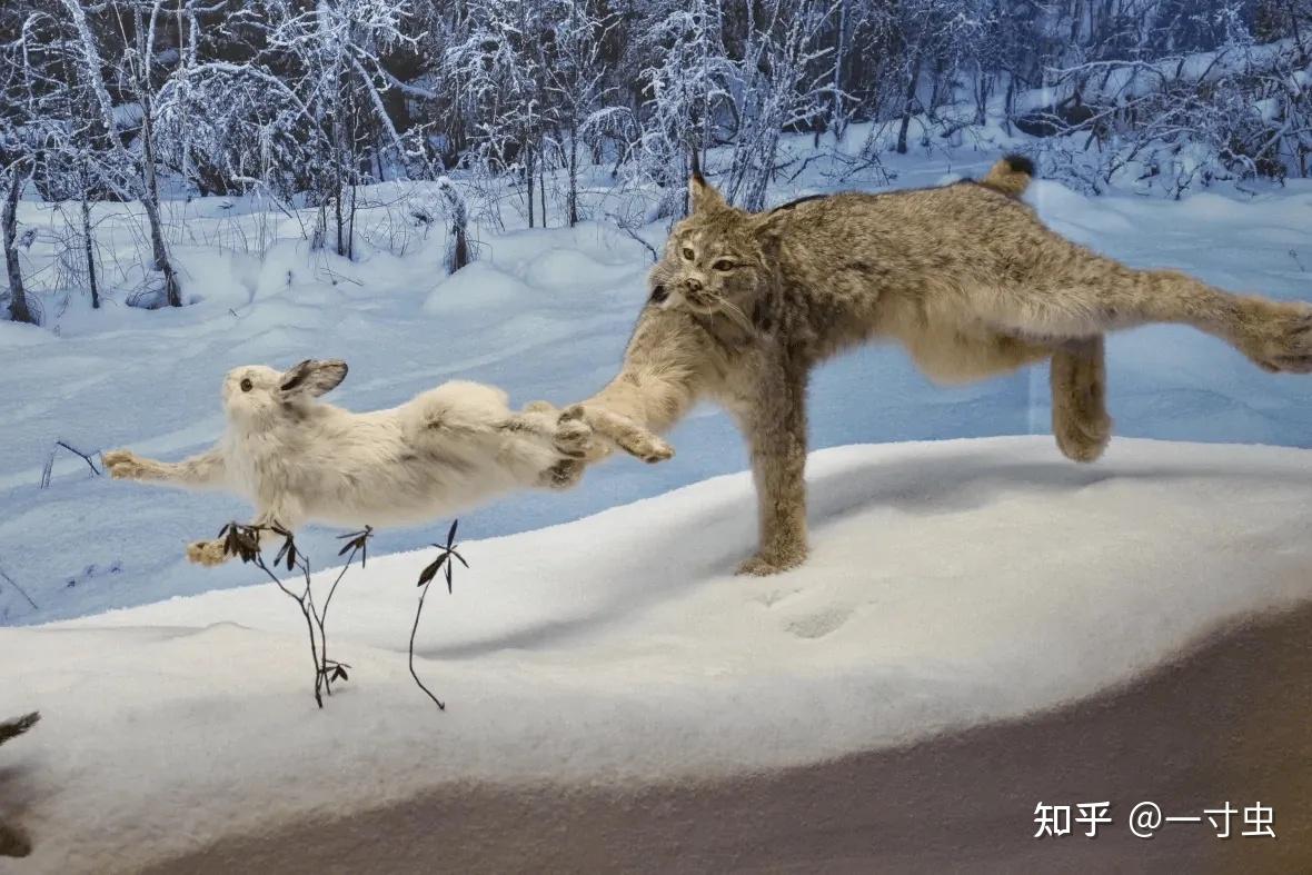 猞猁的难言之隐:冬季山里的无冕之王,杀狼捕鹿,却严重依赖雪兔 - 知乎