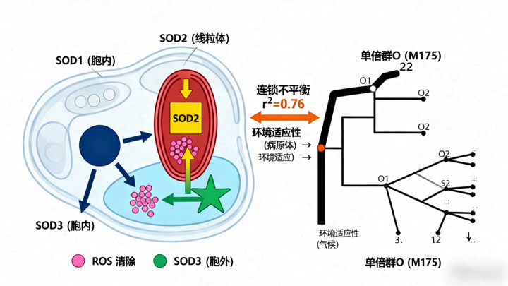 SOD1、SOD2、SOD3与单倍群O(M175基因)的生理功能关联研究:基于基因组学与功能分析的深度探讨 - 知乎