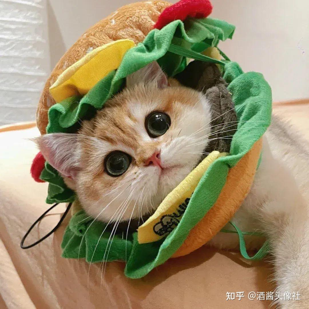 萌宠头像修勾猫咪