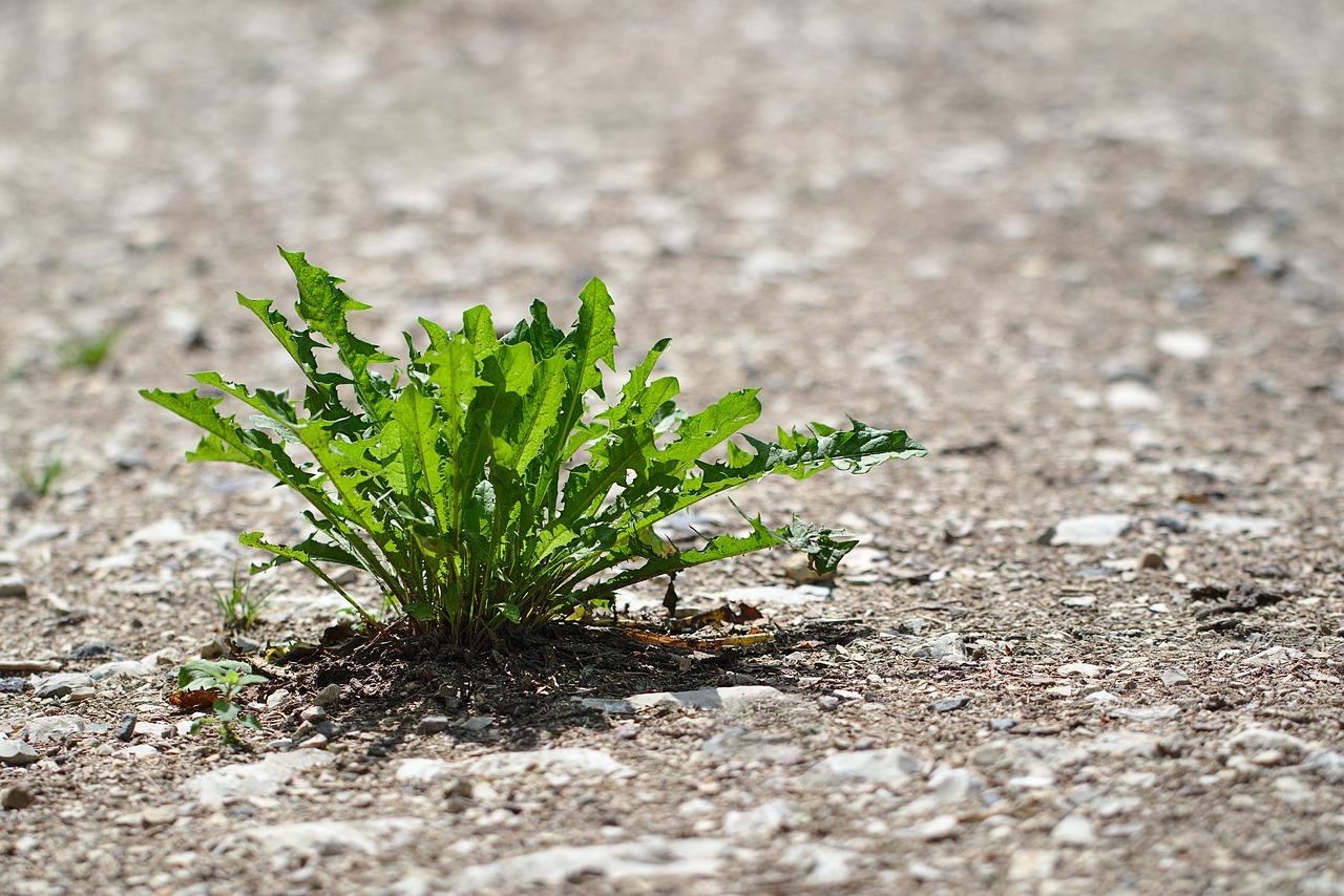 金钱草生长什么季节