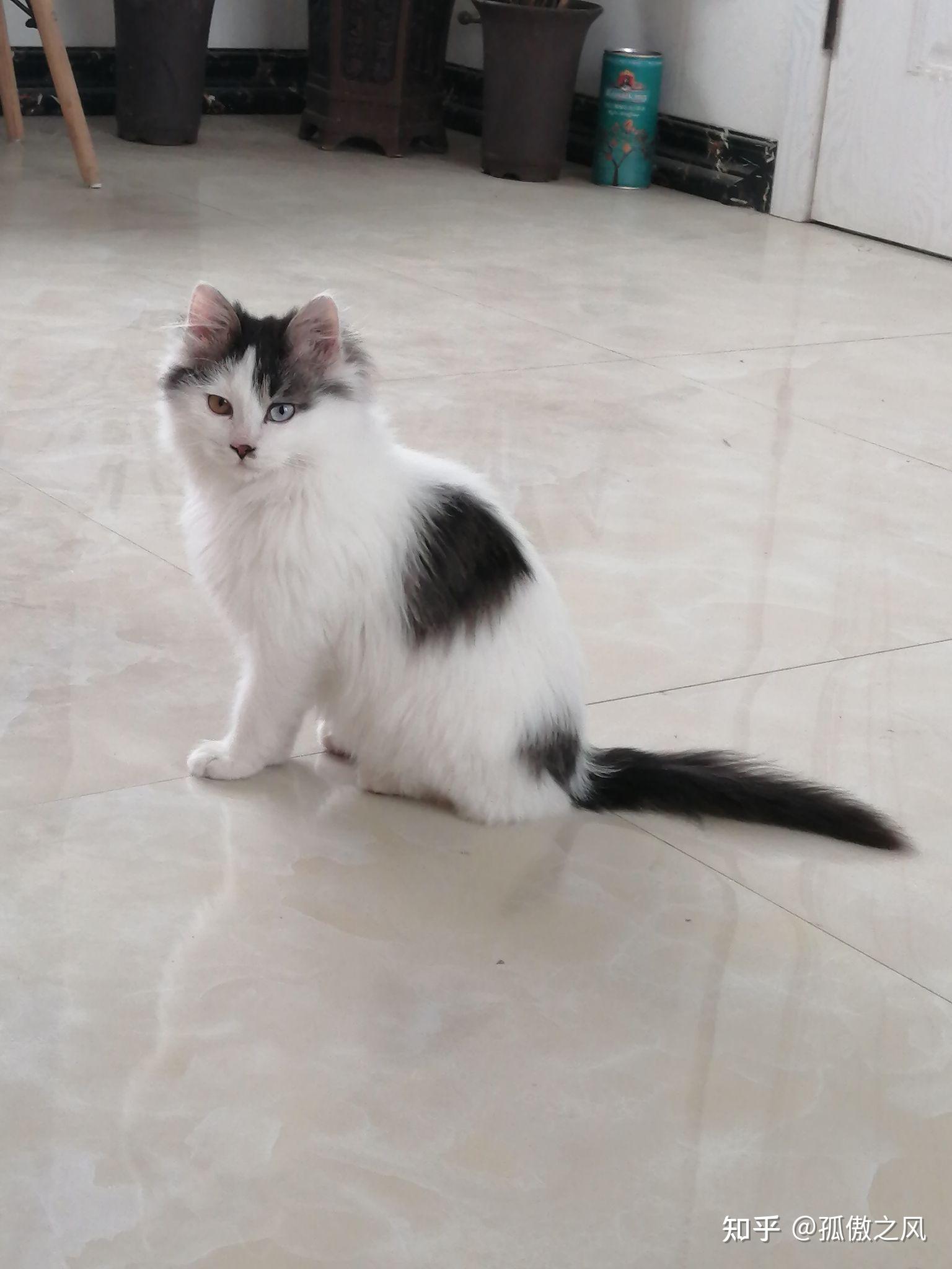 布偶和狮子猫串串是什么样子呀