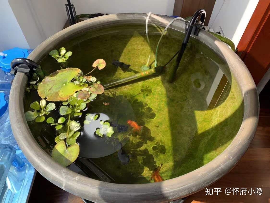 家里买鱼养在盆子里不加饲料不用氧泵鱼不会死吗