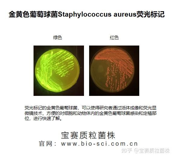 金黄色葡萄球菌Staphylococcus aureus荧光标记 - 知乎