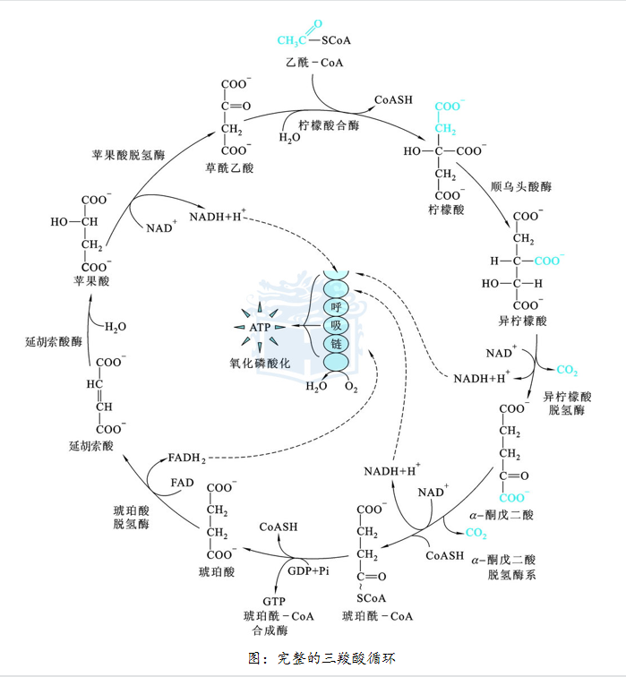 三羧酸循环 漫画图片