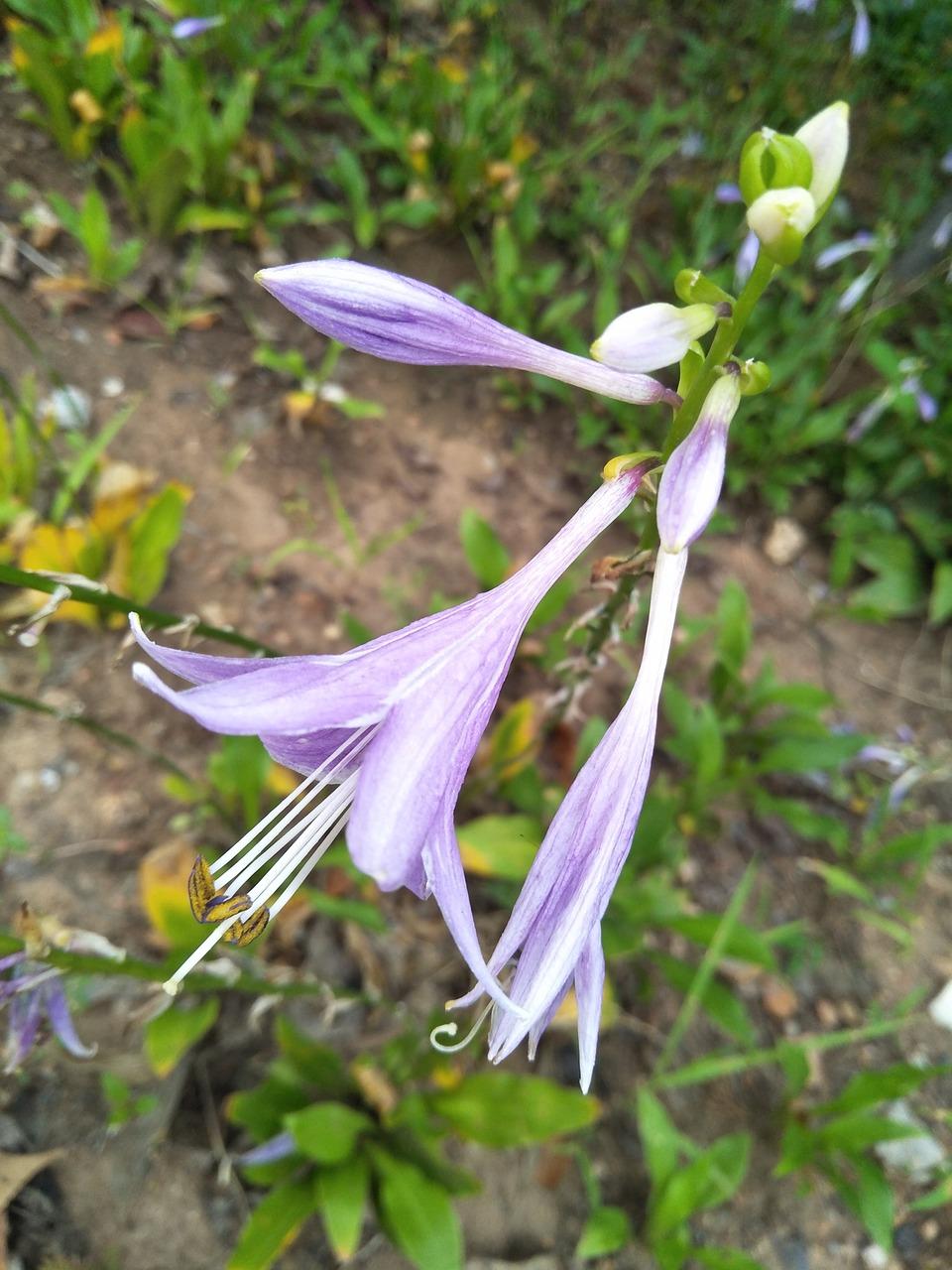 5. 叶斑病预防措施