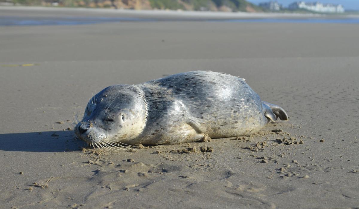 怎么区分海狮、海狗、海豹? - 知乎