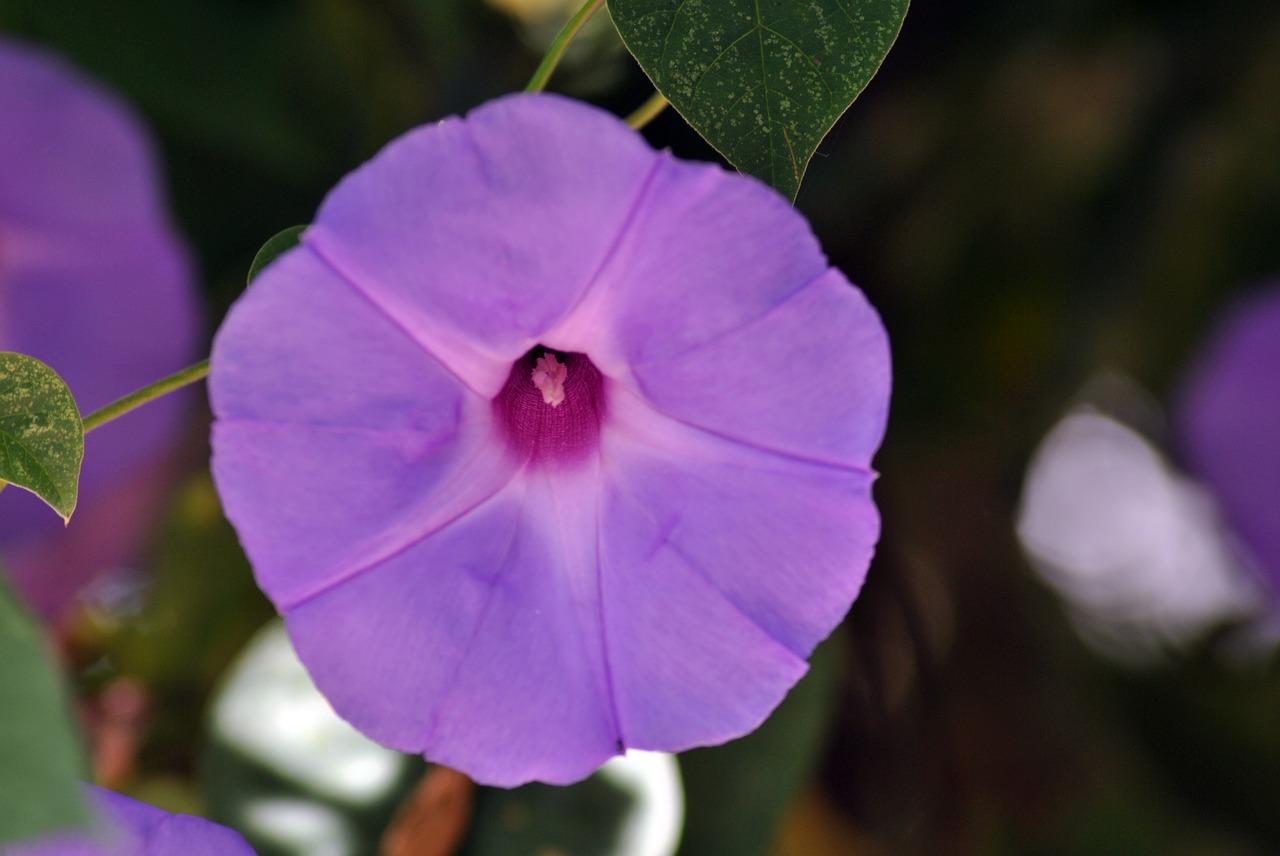 银装素裹的景色