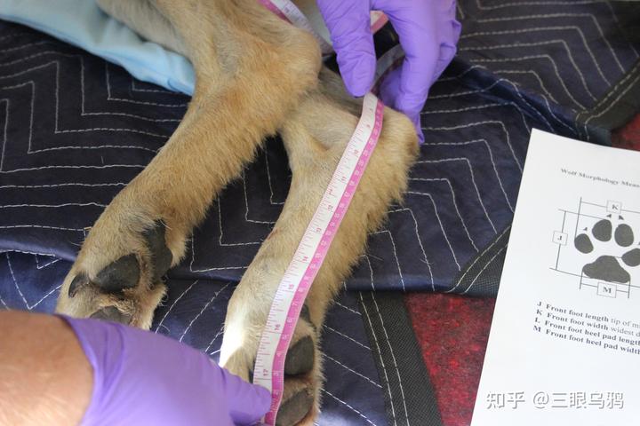 如果将 20 只狼和 500 只鹿放进同一孤岛，最后谁能活下来？