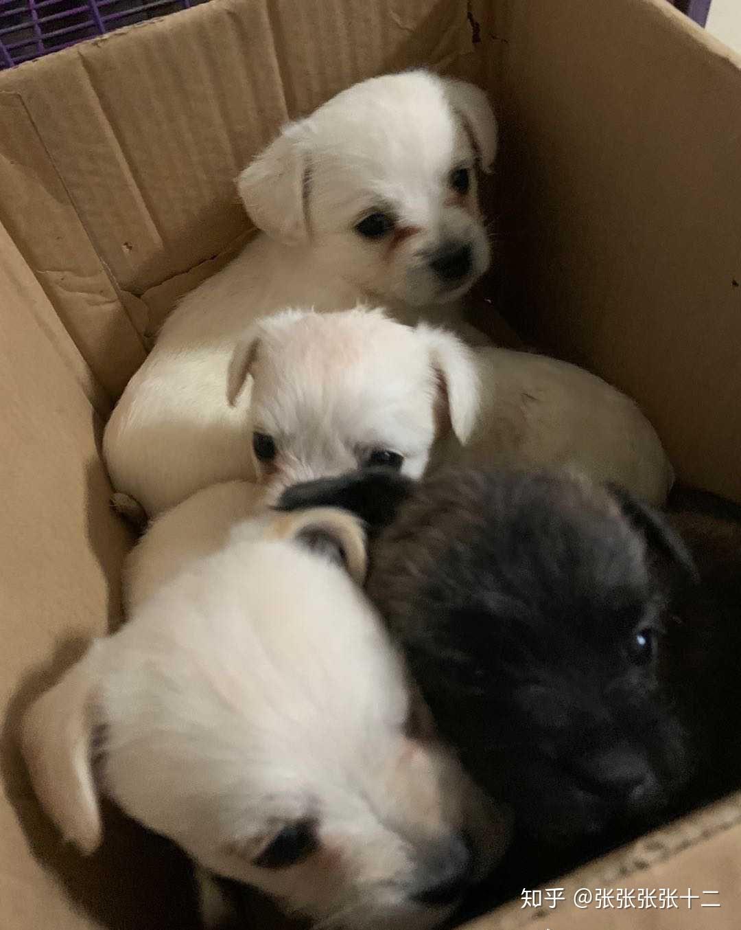 母法斗与公比熊配出出什么种