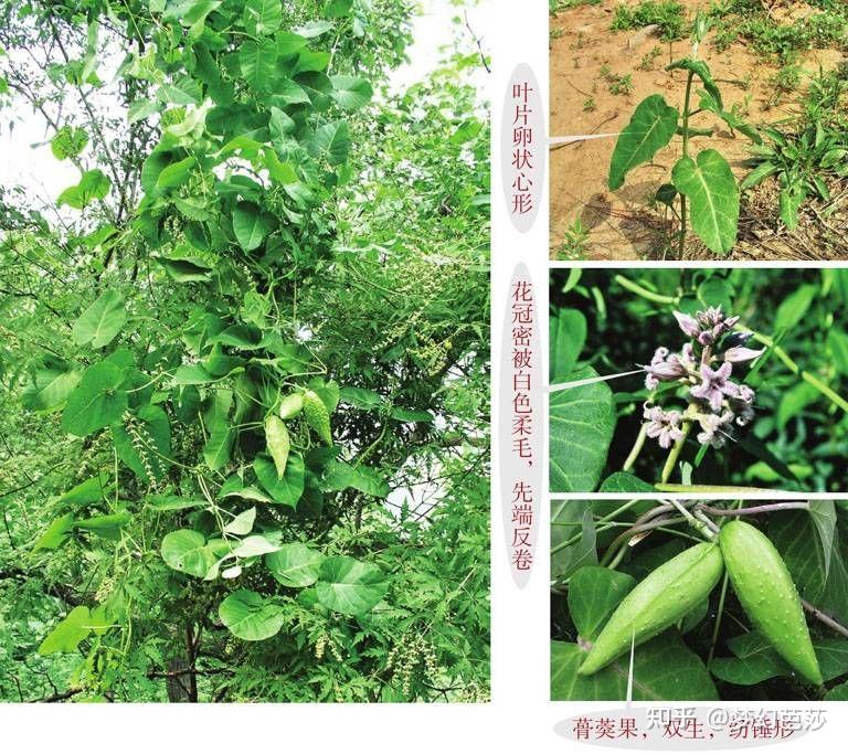 荒地、灌丛、杂木林中的野菜果子:羊角菜 藤三七 刺梨 - 知乎