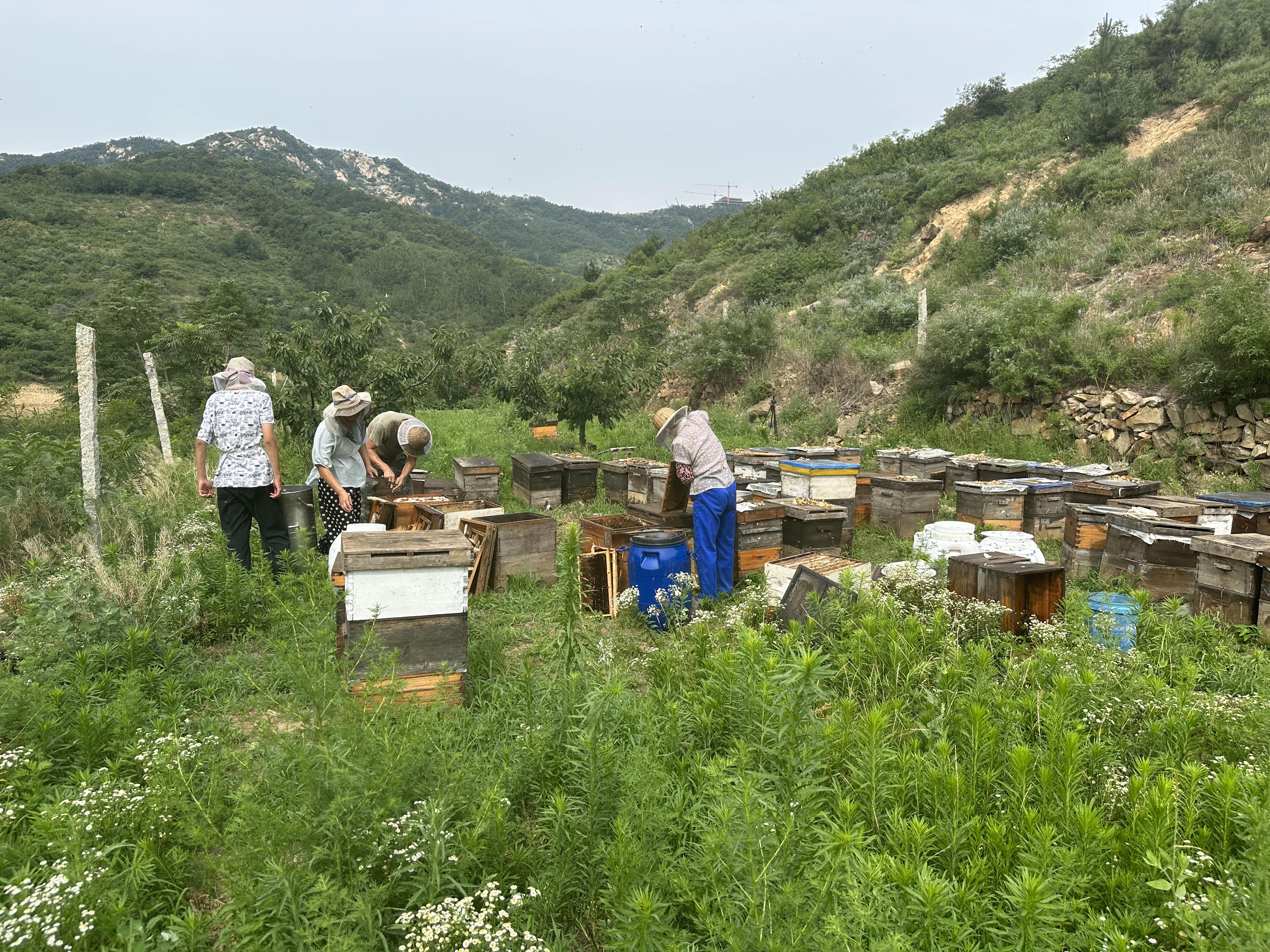 一般蜂蜜在哪买(蜂蜜在哪买好) 一般蜂蜜在哪买(蜂蜜在哪买好)