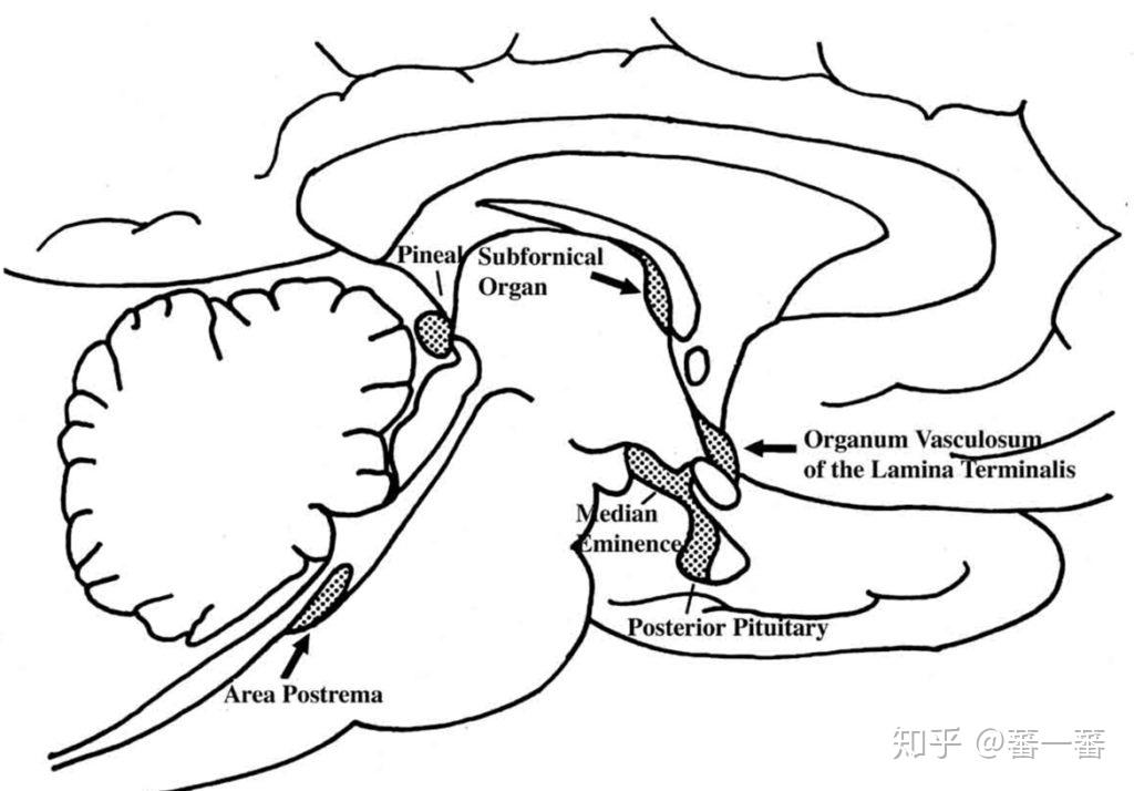 大鼠延髓极后区位置在哪