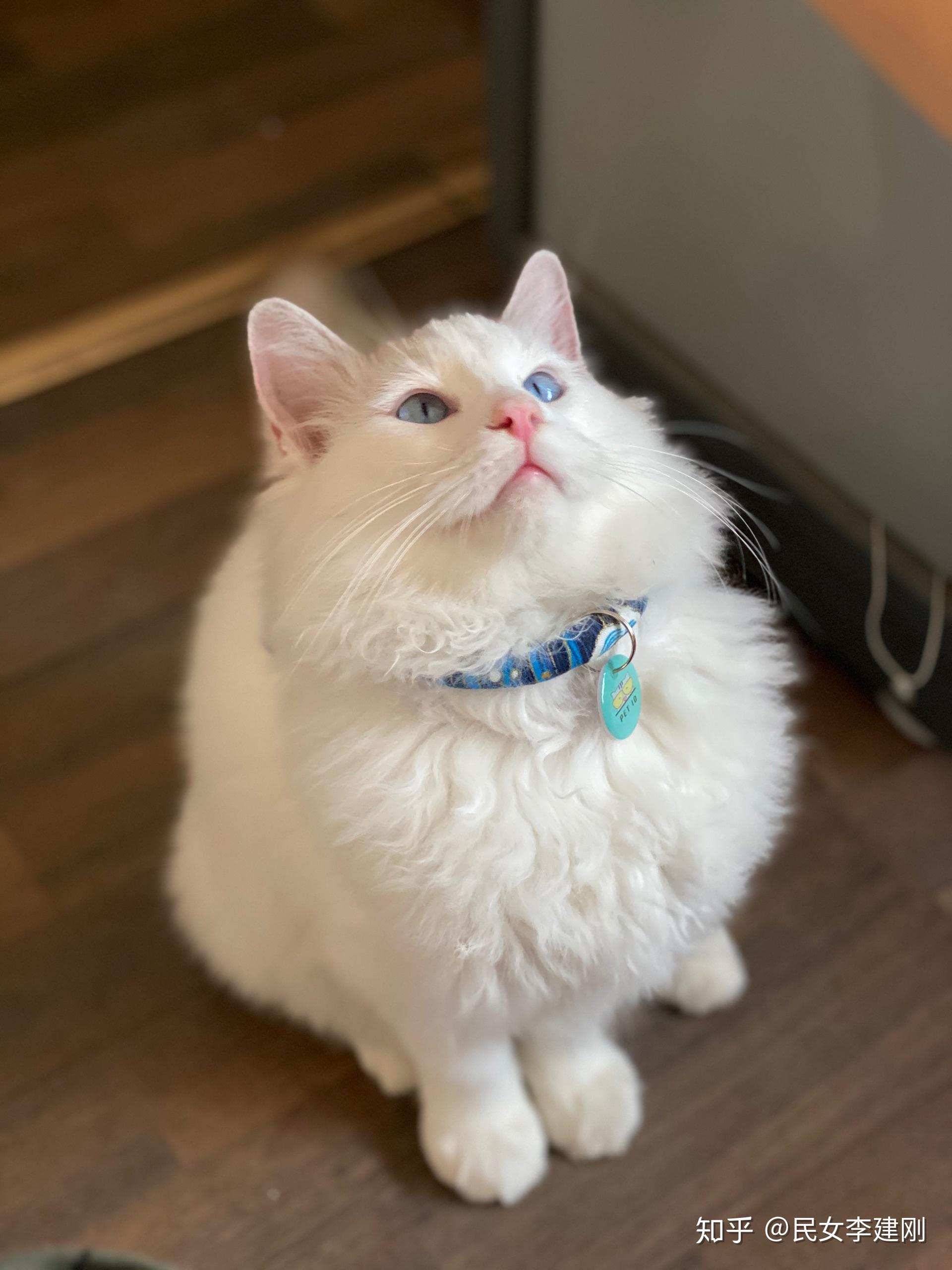 布偶猫的颜值下限在哪里? - 知乎